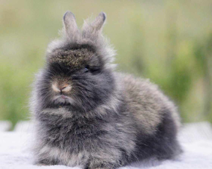 Lapins ?� r?�server :: Meli-melo-plumes-et-poils