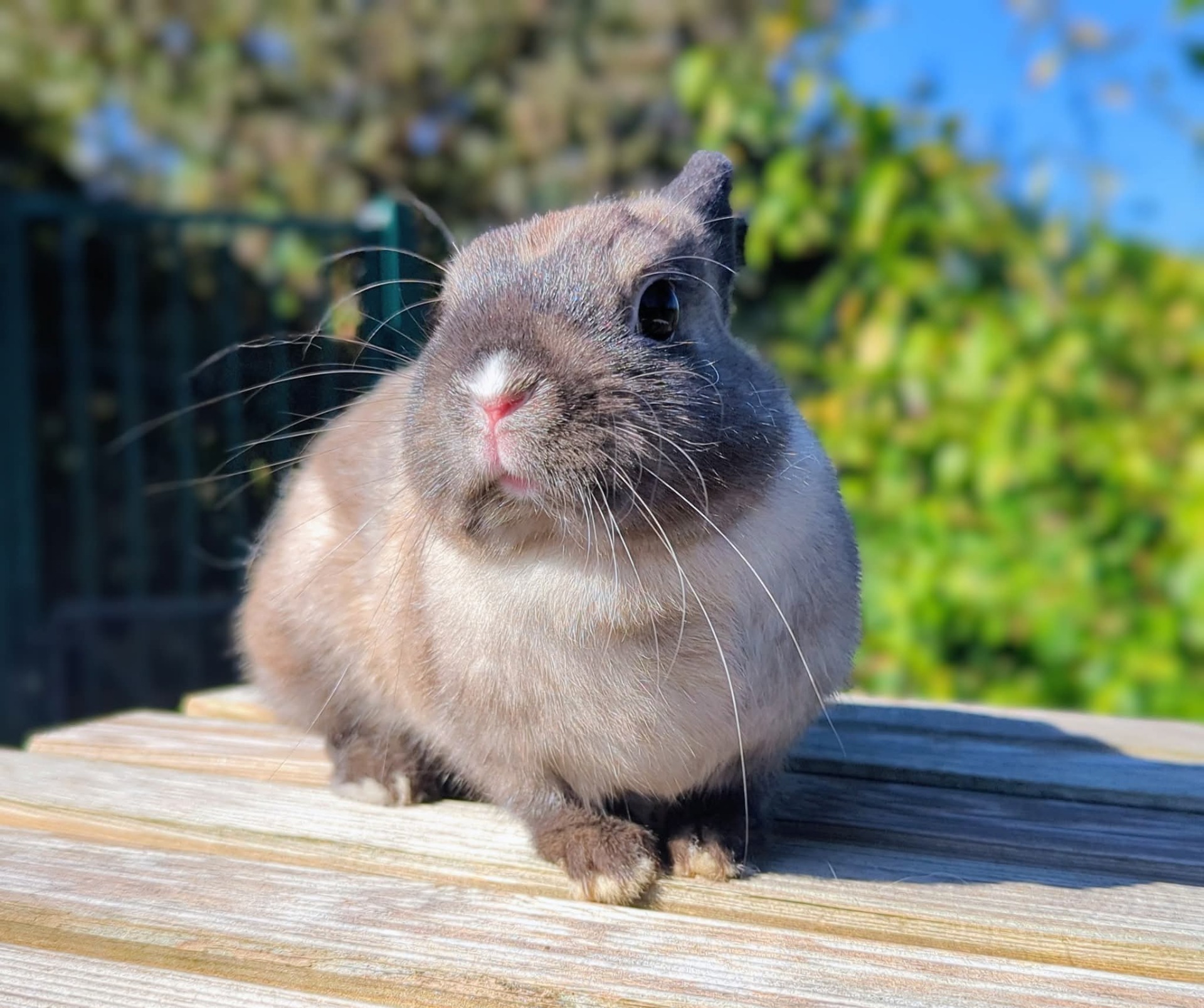 Nala