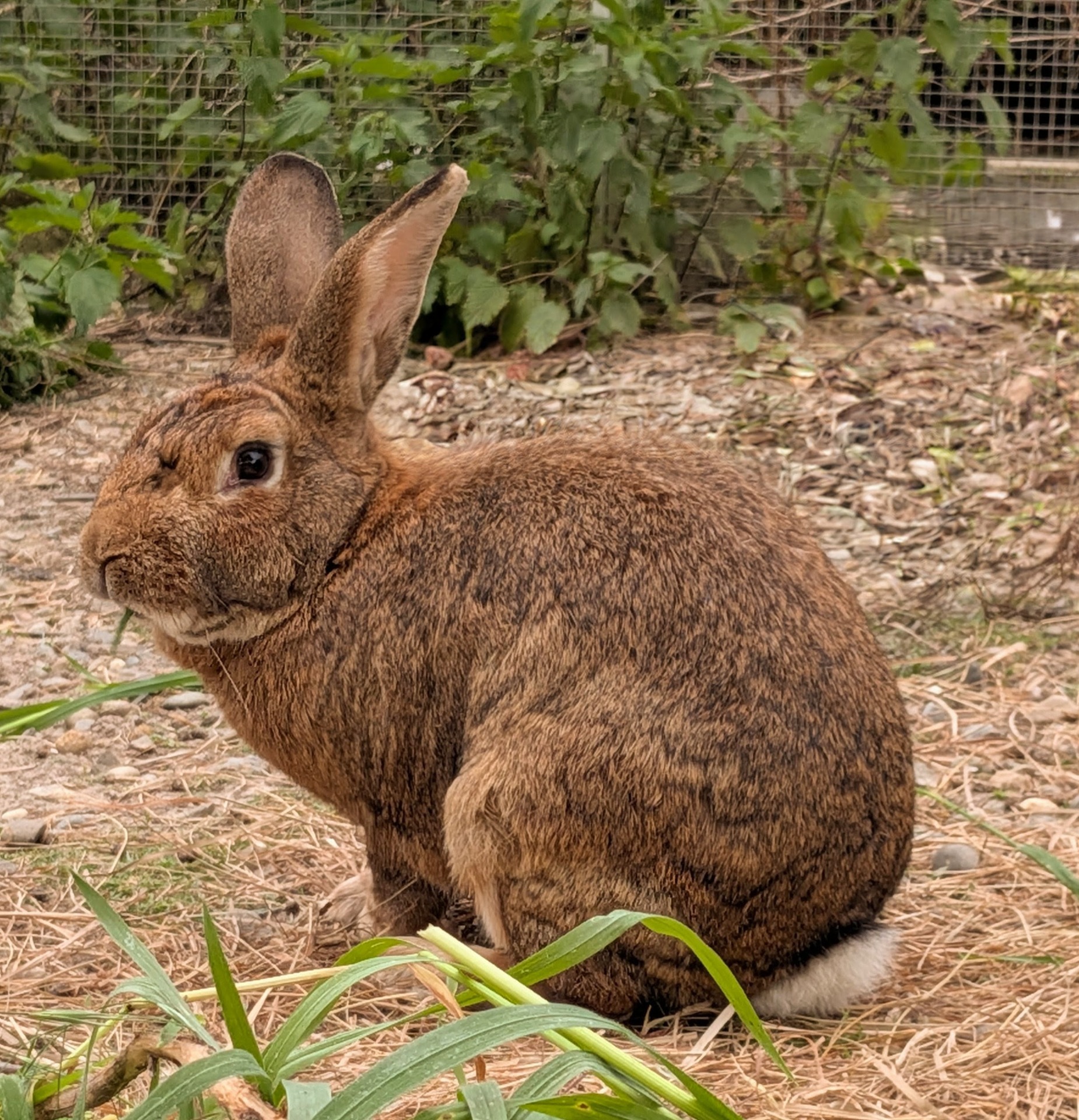 Bunny