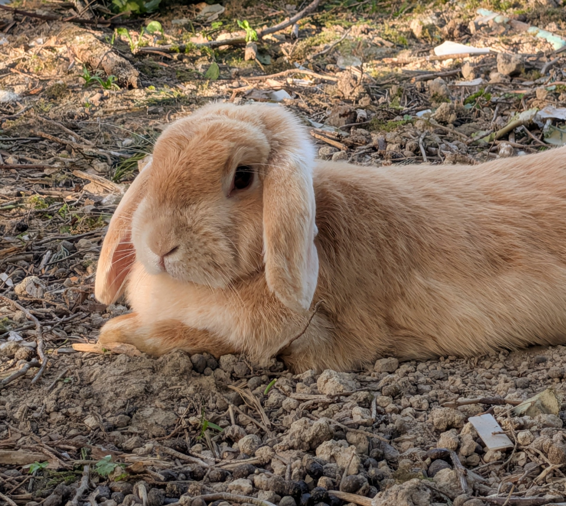 CANNELLE