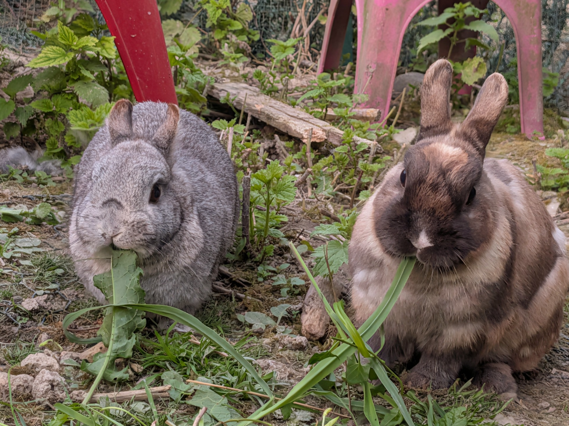 Poupette et Poupi