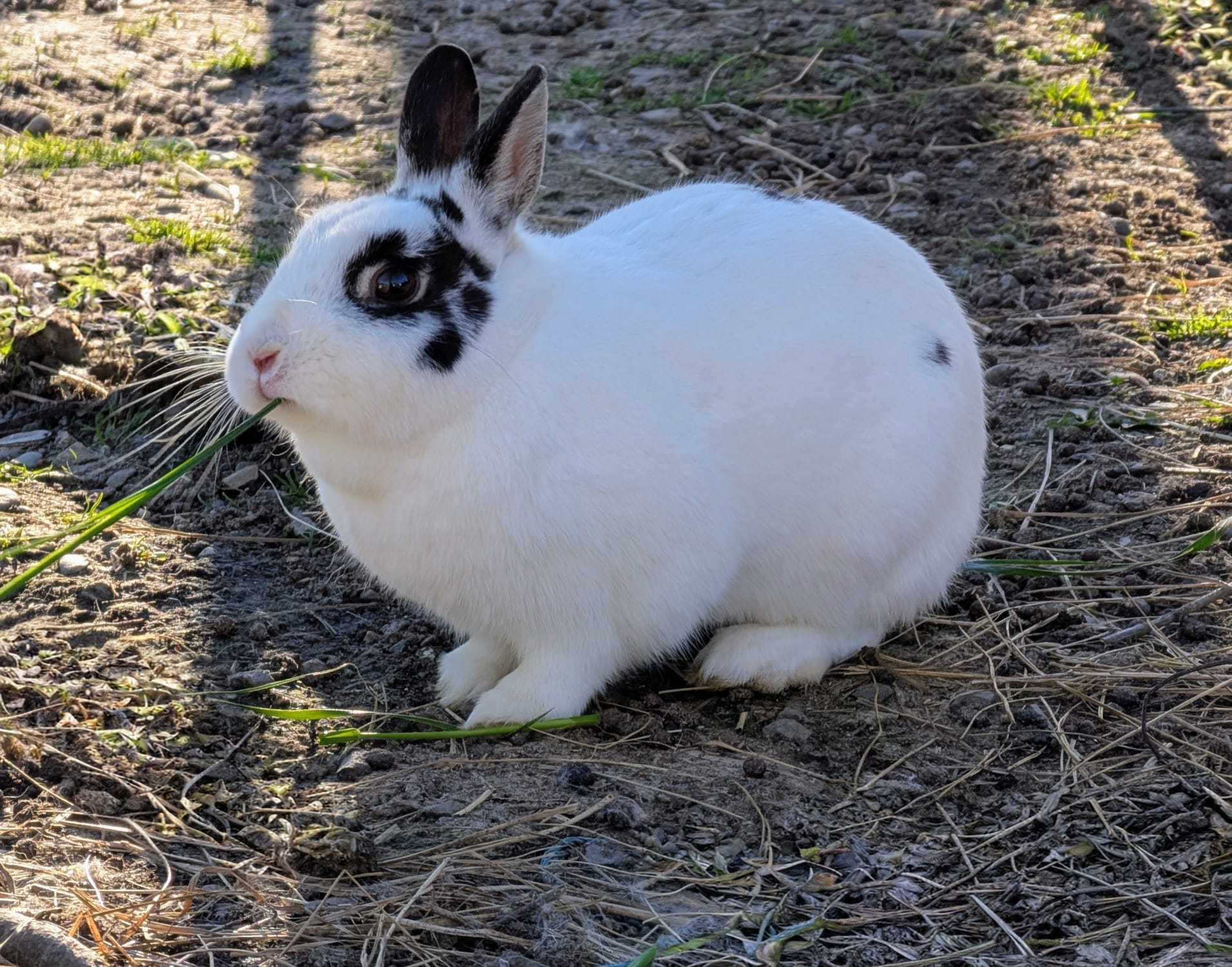Jasmine