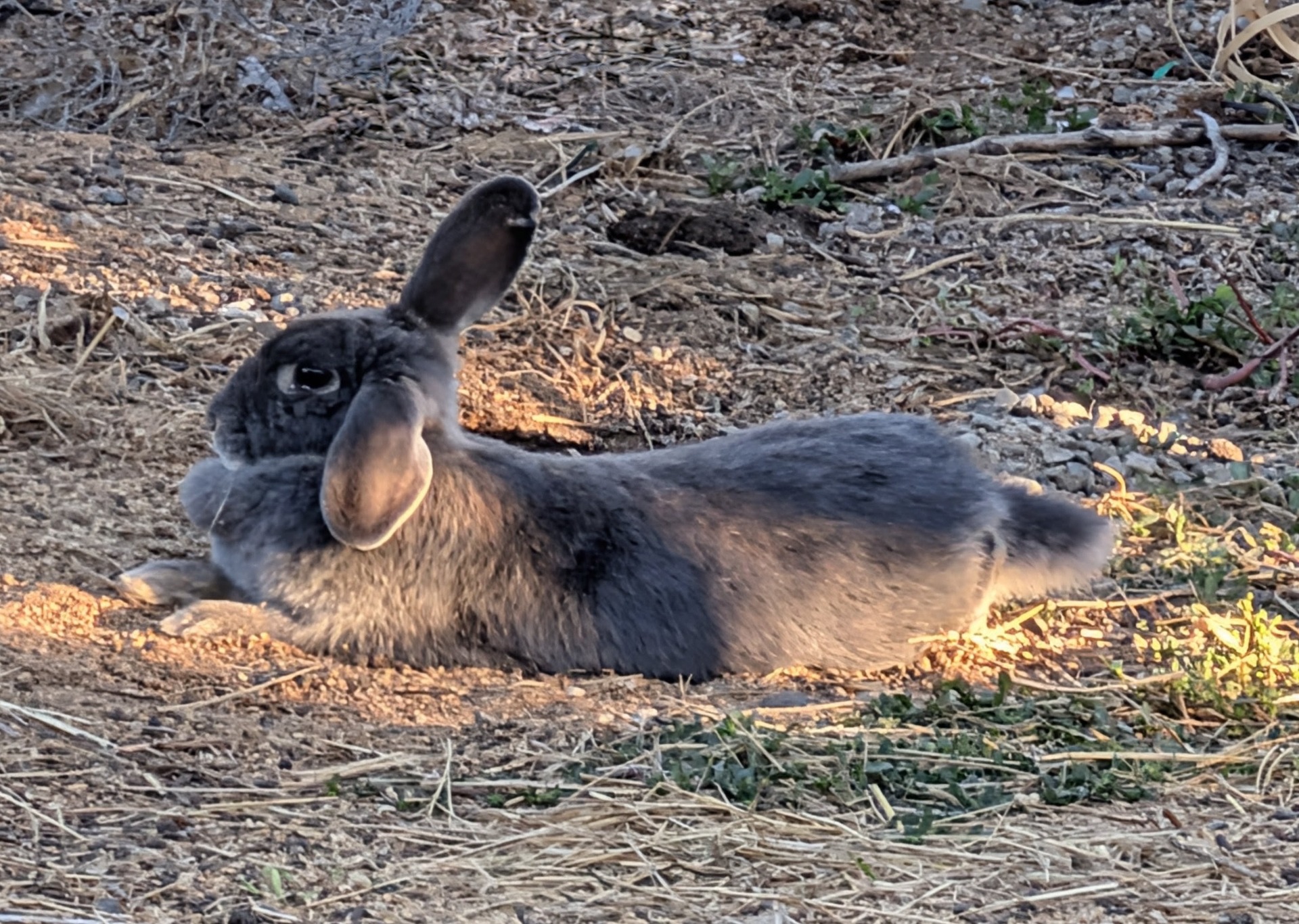 Bella