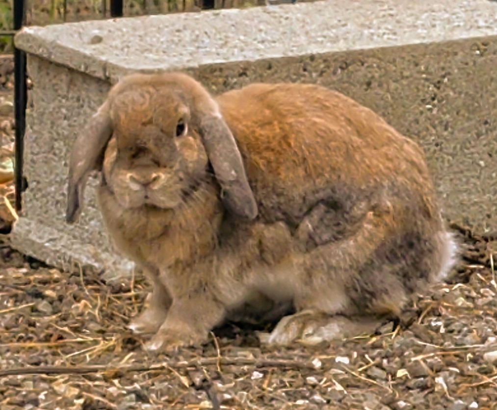 Dolce